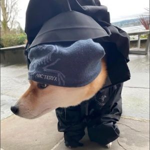 Meet your Posher, Dylan